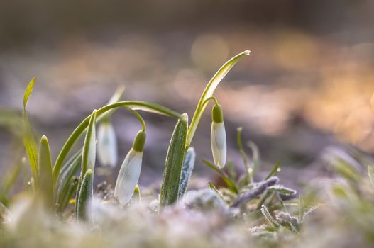 snow drop flower in my season garden