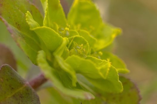 green spring flower blossom in easter garden
