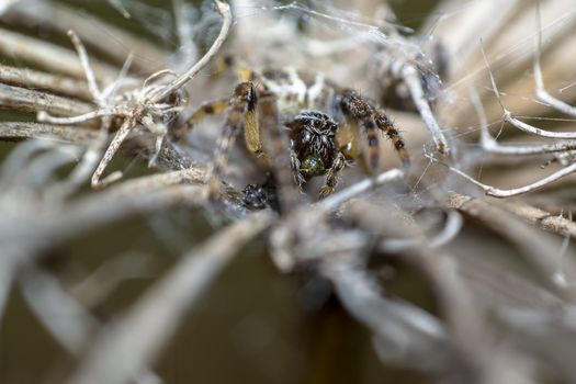 spider in its own web nest on a seasonal plant