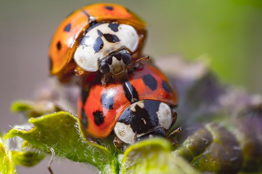 Two ladybugs mating in my season garden