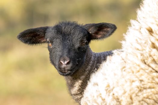young new born black lamb explores the world