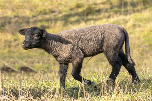 young new born black lamb explores the world