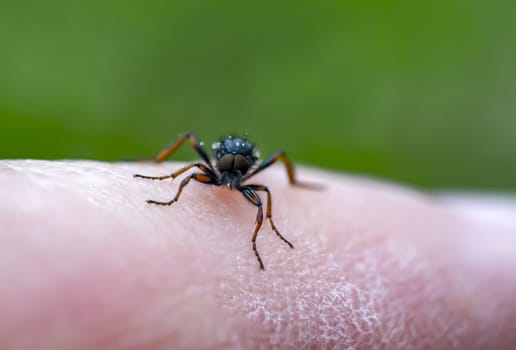 March Fly in my nature season garden