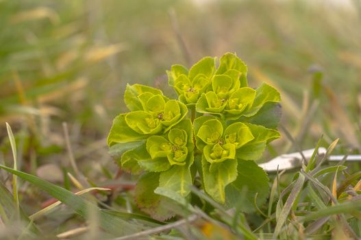 green spring flower blossom in easter garden