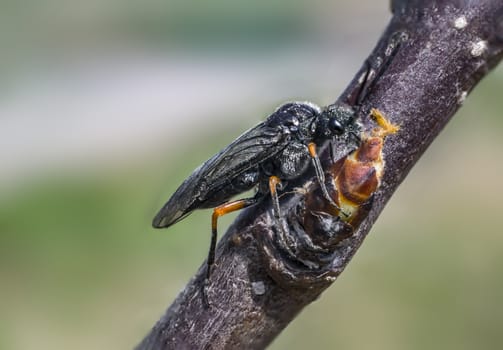 March Fly in my nature season garden
