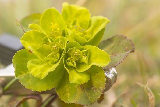 green spring flower blossom in easter garden