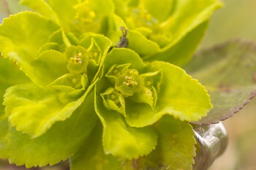green spring flower blossom in easter garden