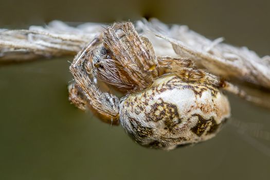 spider in its own web nest on a seasonal plant