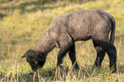 young new born black lamb explores the world