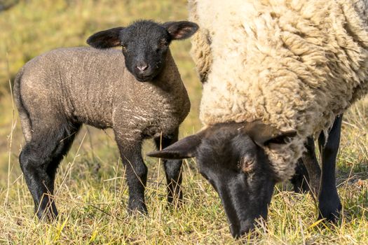young new born black lamb explores the world