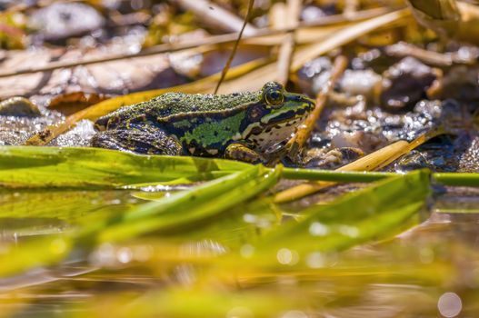 slippery frog in a pond in the nature