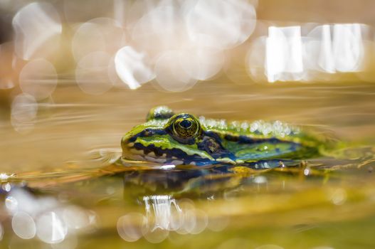 slippery frog in a pond in the nature