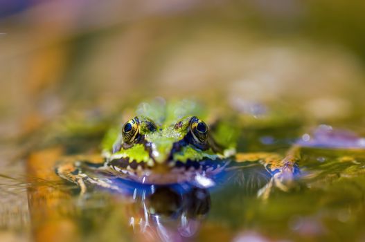 slippery frog in a pond in the nature