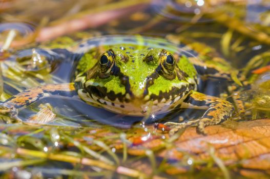 slippery frog in a pond in the nature