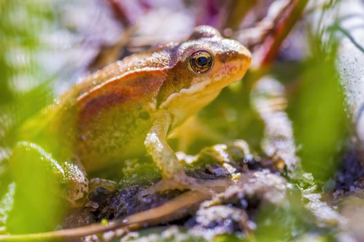 slippery frog in a pond in the nature