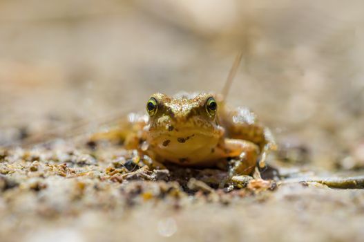 slippery frog in a pond in the nature