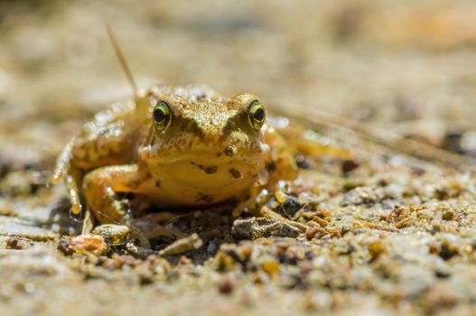 slippery frog in a pond in the nature