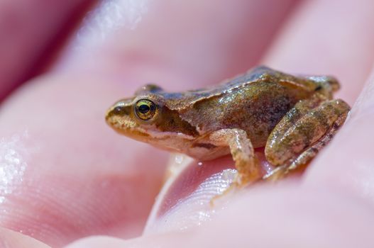 slippery frog in a pond in the nature