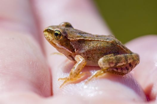 slippery frog in a pond in the nature
