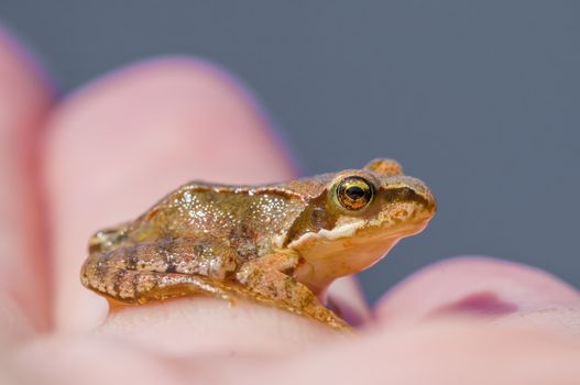 slippery frog in a pond in the nature