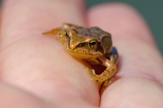 slippery frog in a pond in the nature
