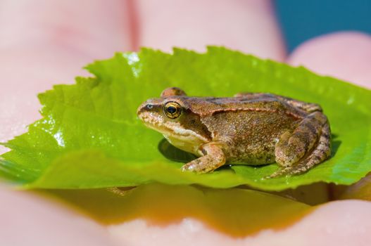 slippery frog in a pond in the nature