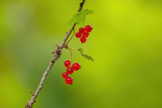 a red berry ribs on currant bush in the garden season