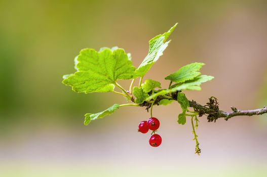 a red berry ribs on currant bush in the garden season