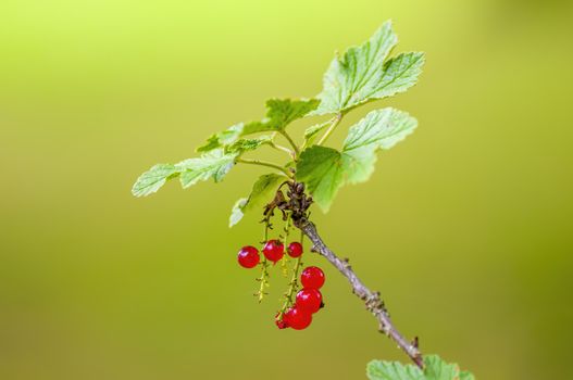 a red berry ribs on currant bush in the garden season