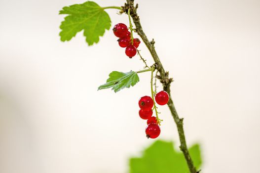 a red berry ribs on currant bush in the garden season