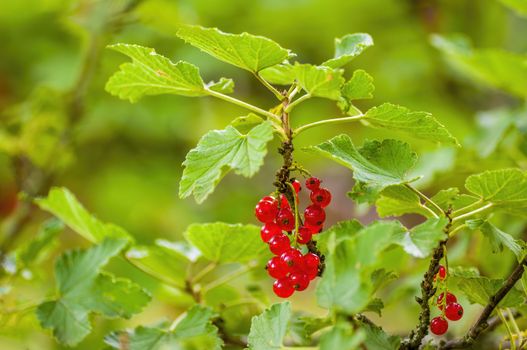 a red berry ribs on currant bush in the garden season
