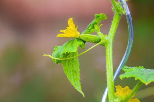 Fresh green cucumber on a plant in the seasonal garden