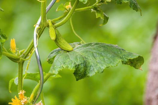Fresh green cucumber on a plant in the seasonal garden