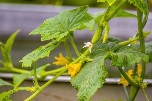 Fresh green cucumber on a plant in the seasonal garden