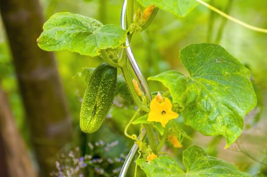 Fresh green cucumber on a plant in the seasonal garden