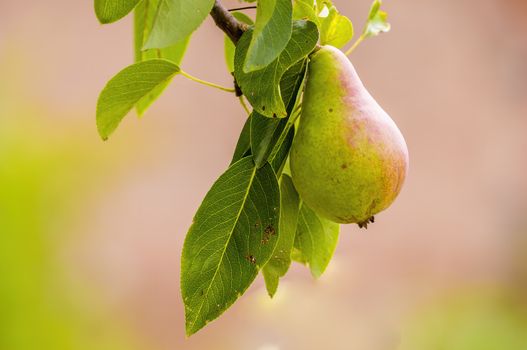 Delicious juicy pear on a tree in seasonal garden