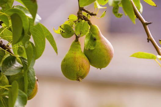 Delicious juicy pear on a tree in seasonal garden
