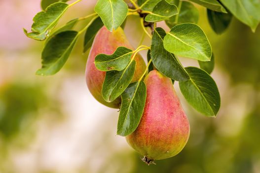 Delicious juicy pear on a tree in seasonal garden