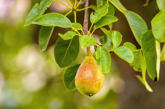 Delicious juicy pear on a tree in seasonal garden