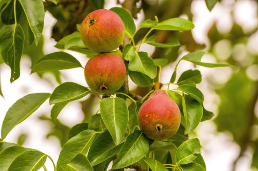 Delicious juicy pear on a tree in seasonal garden