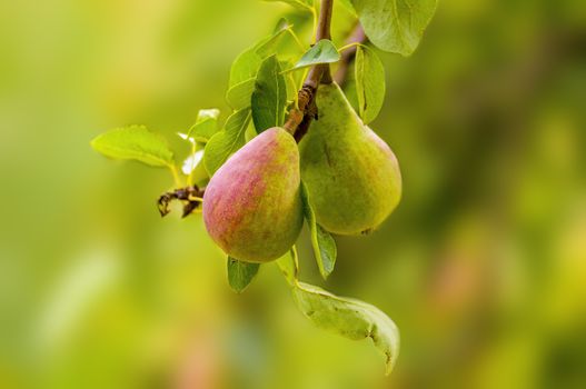 Delicious juicy pear on a tree in seasonal garden