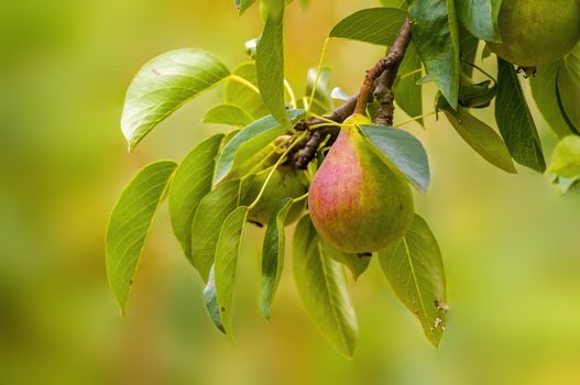 Delicious juicy pear on a tree in seasonal garden