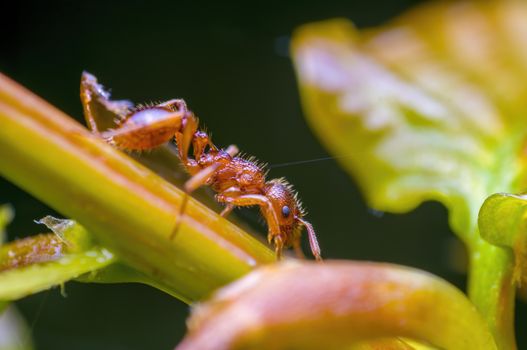 small ant insect on a plant in the meadows
