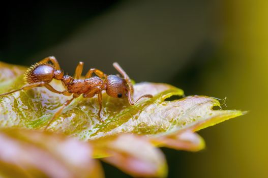 small ant insect on a plant in the meadows