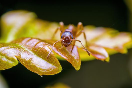 small ant insect on a plant in the meadows