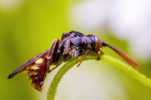 Little bee insect on a plant in the meadows