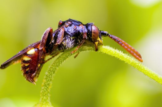 Little bee insect on a plant in the meadows