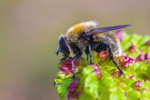 Little bee insect on a plant in the meadows