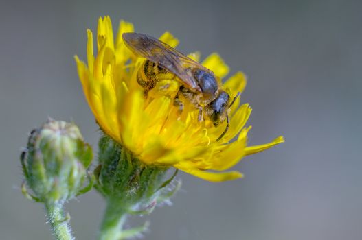 Little bee insect on a plant in the meadows