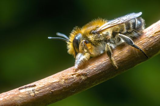 Little bee insect on a plant in the meadows